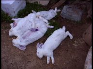 lapins morts (JPG)