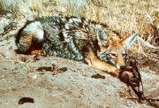 coyote piégé (JPG)